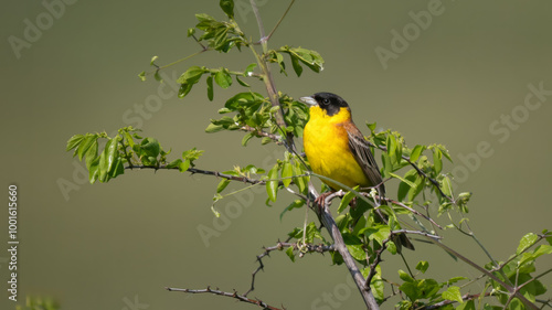 Black-headed bunting - Emberiza melanocephala photo