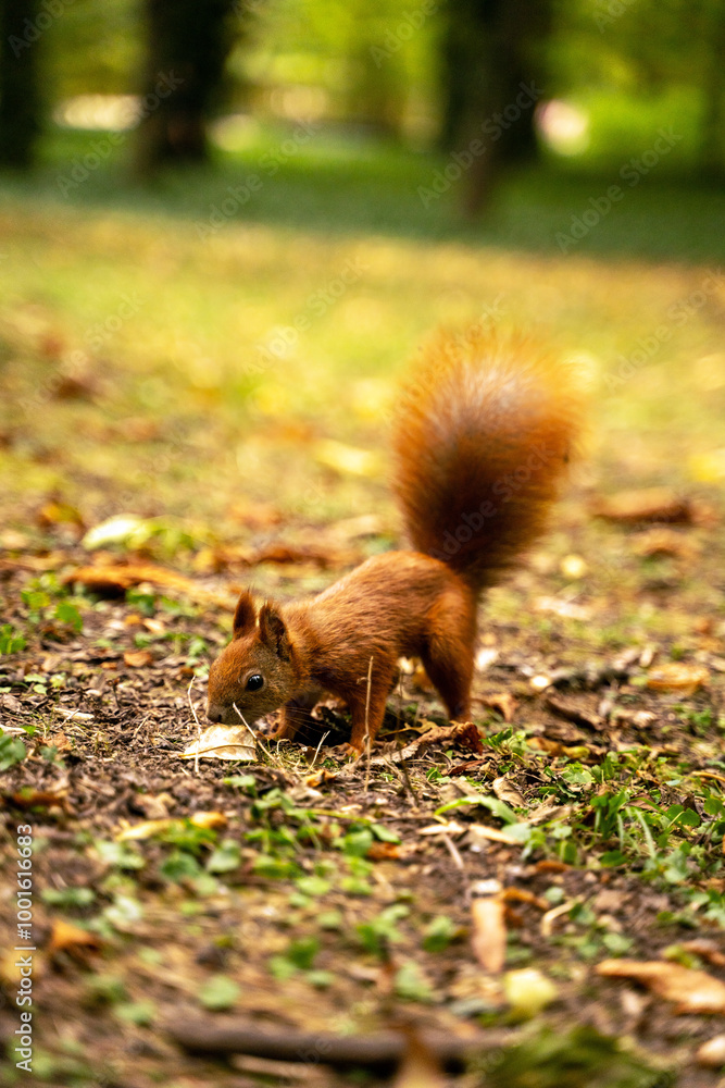 A small, red squirrel with a bushy tail is foraging for food on the forest floor. The squirrel is surrounded by fallen leaves and grass, and the trees in the background create a lush green backdrop