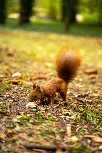 Obraz na płótnie A small, red squirrel with a bushy tail is foraging for food on the forest floor. The squirrel is surrounded by fallen leaves and grass, and the trees in the background create a lush green backdrop w salonie