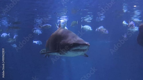 Big bull shark in front of the camera. Most predator shark in ocean.