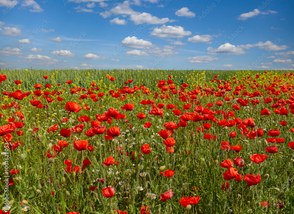 Red poppies and yellow flowers among ripening wheat against a blue sky with clouds. Flowers and herbs. Sunny, beautiful summer day. Illustration of summer mood. Red poppies and yellow flowers among ripening wheat against a blue sky with clouds. Flowers and herbs. Sunny, beautiful summer day. Illustration of summer mood.
