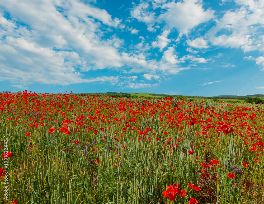 Red poppies and yellow flowers among ripening wheat against a blue sky with clouds. Flowers and herbs. Sunny, beautiful summer day. Illustration of summer mood.