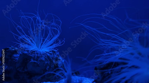 White anemons (Anemonia viridis) moving slow on the dark blue background. Copy space, blue background, 4k, slow motion photo