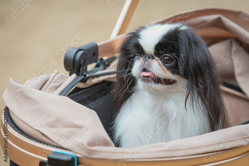 A Japanese chin breed dog sits in a stroller on a walk