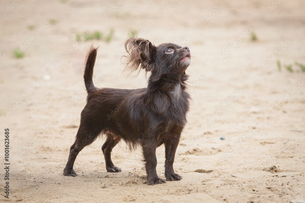 Funny little chihuahua dog playing on a sandy field Funny little chihuahua dog playing on a sandy field