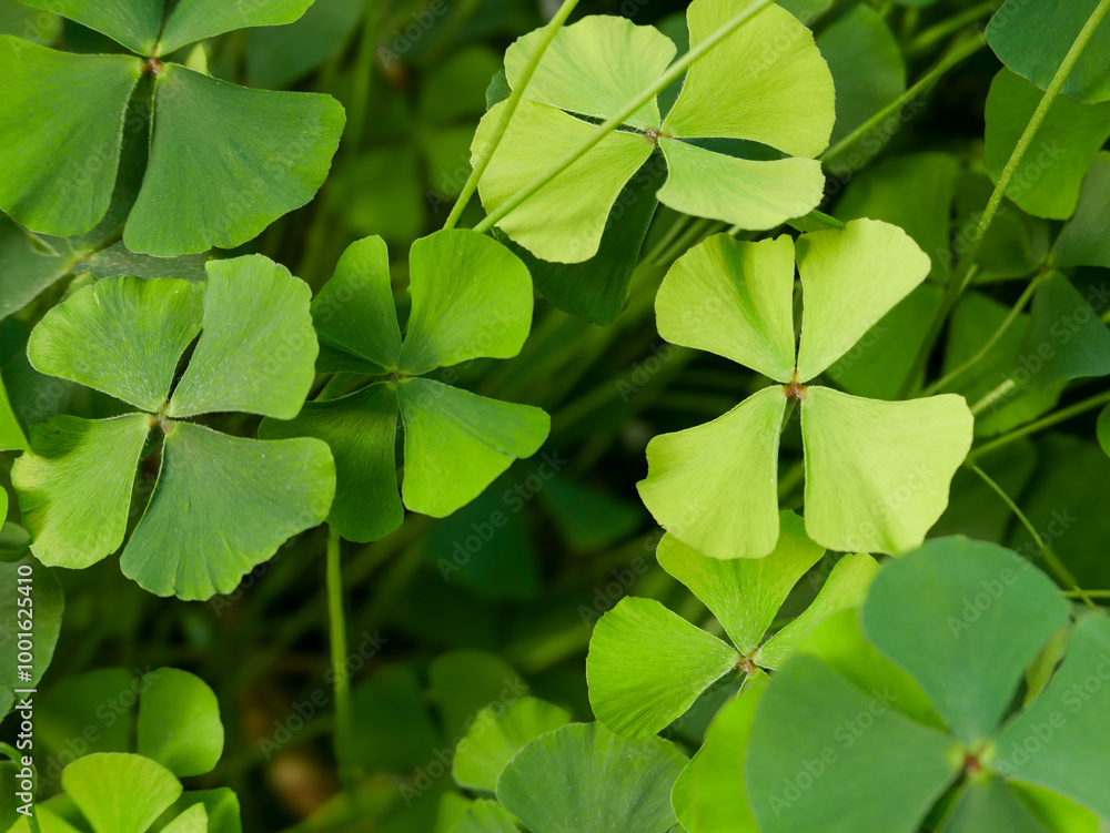 Clover fern (Marsilea) background image. Taken in the botanical garden in Pisa, Italy. Clover fern (Marsilea) background image. Taken in the botanical garden in Pisa, Italy.