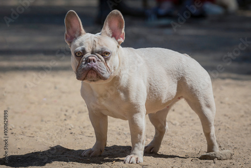 French bulldog dog standing in a field on a bright summer day