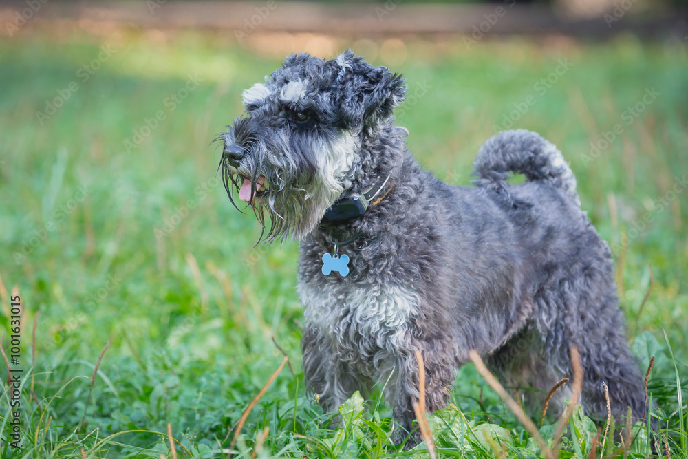 Portrait of a purebred Miniature Schnauzer dog on a walk in a summer park Portrait of a purebred Miniature Schnauzer dog on a walk in a summer park