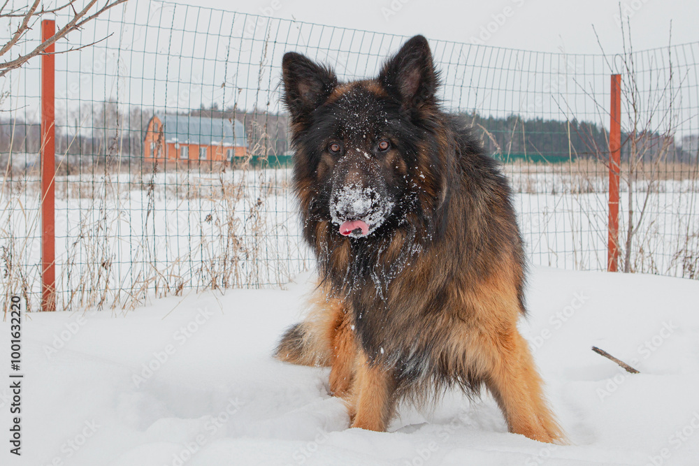 Close-up, portrait of a long-haired German Shepherd dog breed in winter Close-up, portrait of a long-haired German Shepherd dog breed in winter