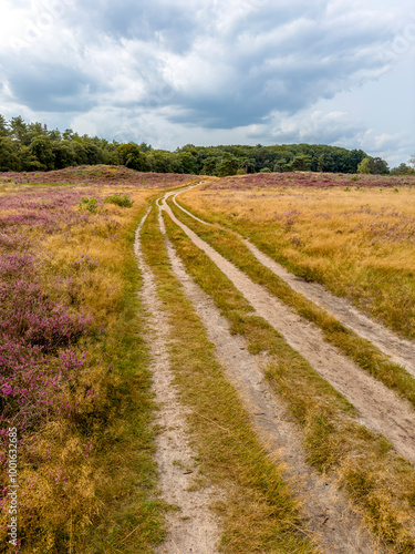 Country road in a field with blooming heather. The Netherlands, landscape.