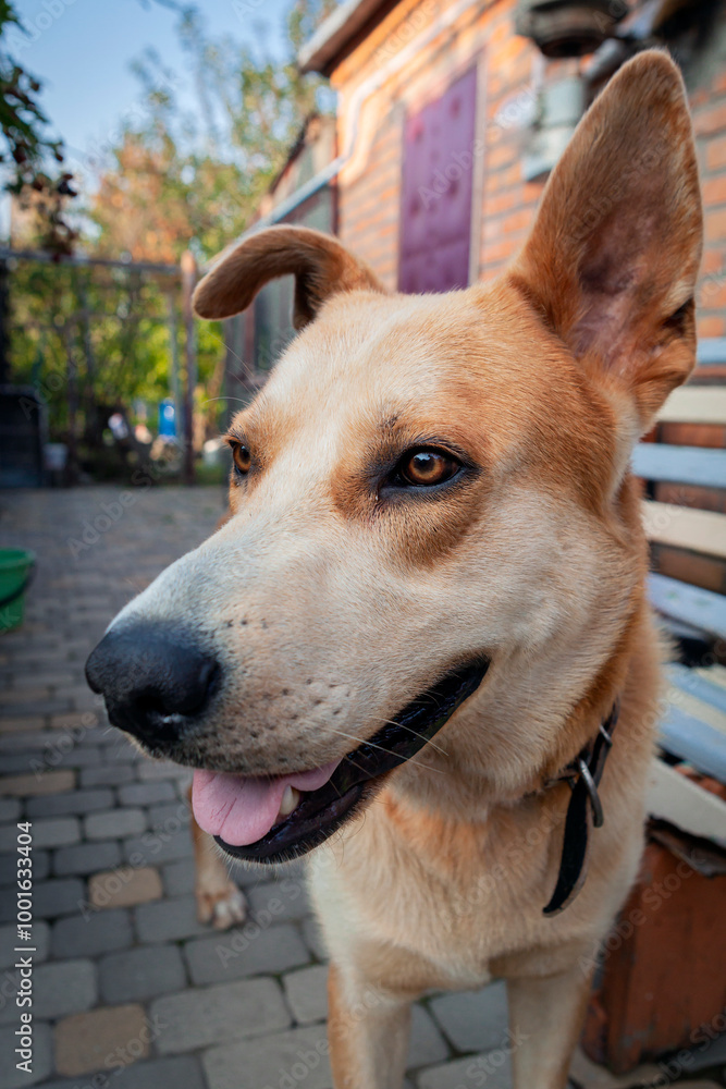 Portrait of a large mongrel dog Portrait of a large mongrel dog