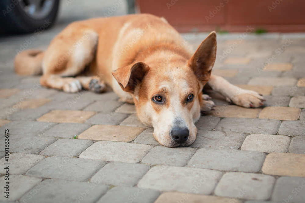 A mongrel dog lies in the yard on a summer day A mongrel dog lies in the yard on a summer day