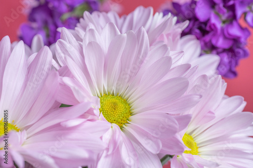 A vibrant grouping of flowers with delicate petals photo