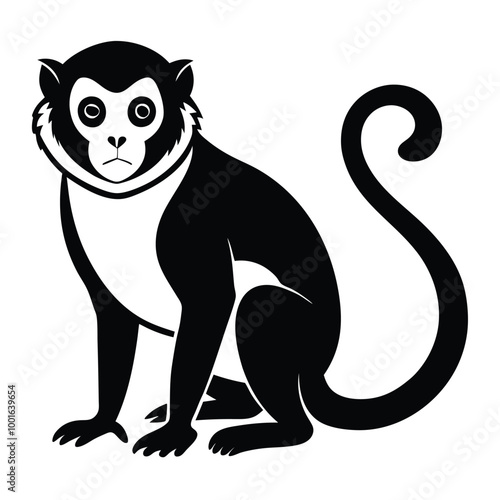 Solid color Pied Tamarin animal vector design