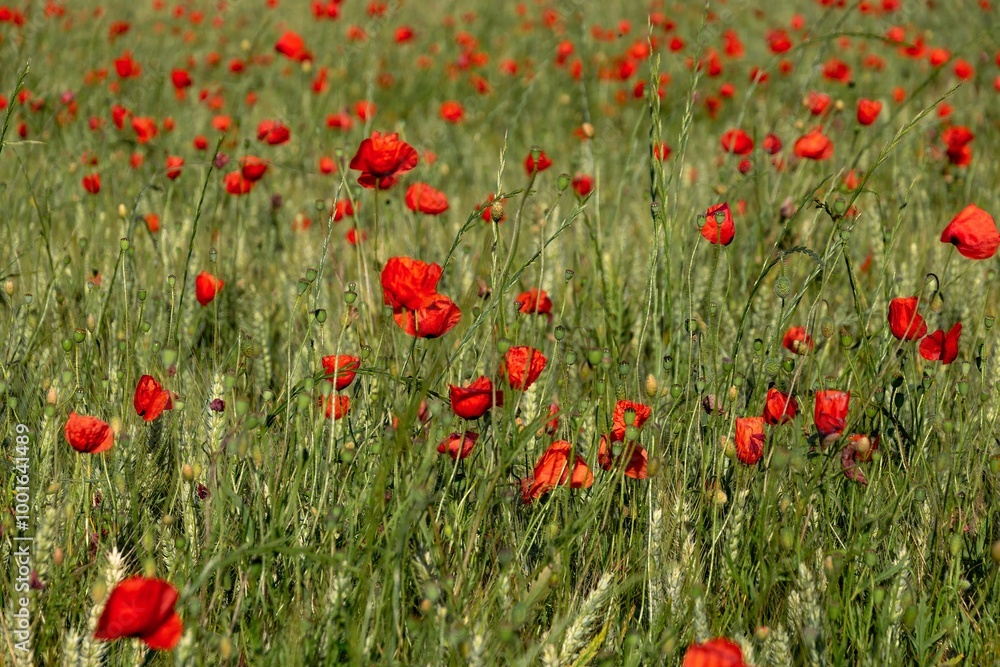 Naklejka premium red poppies in the field
