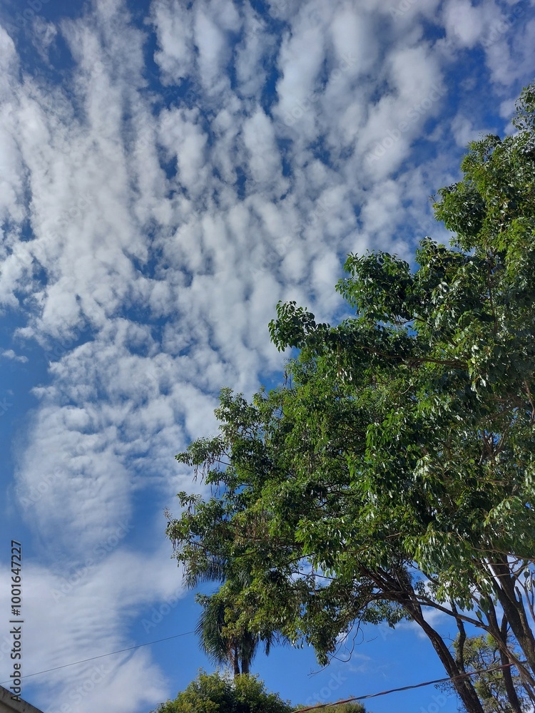 Obraz premium trees and clouds