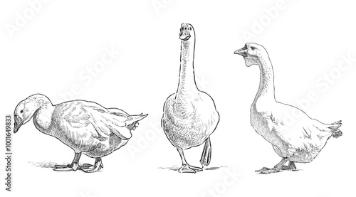 Sketches of three white domestic geese, waterfowl, realistic hand drawing, vector illustration isolated on white
