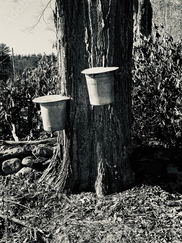 Maple syrup buckets