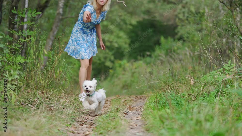 Girl throws a stick to the dog in natural park of Town. Woman in blue dress walking with dog Girl throws a stick to the dog in natural park of Town. Woman in blue dress walking with dog