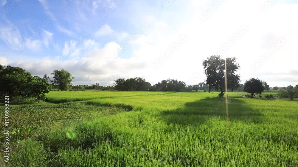 High angle nature video background from the mountain, can see the scenery of trees, green rice fields and cool breeze. High angle nature video background from the mountain, can see the scenery of trees, green rice fields and cool breeze.