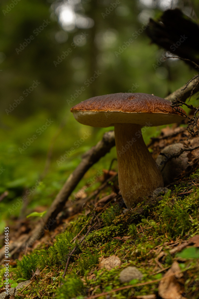 A large edible mushroom grows in the green northern forest - close up A large edible mushroom grows in the green northern forest - close up