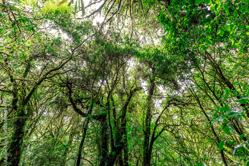 Close-up natural background of the forest atmosphere on top of Doi Inthanon in Chiang Mai, which is the highest and coldest area in Thailand. Tourists always like to come to see nature. Close-up natural background of the forest atmosphere on top of Doi Inthanon in Chiang Mai, which is the highest and coldest area in Thailand. Tourists always like to come to see nature.