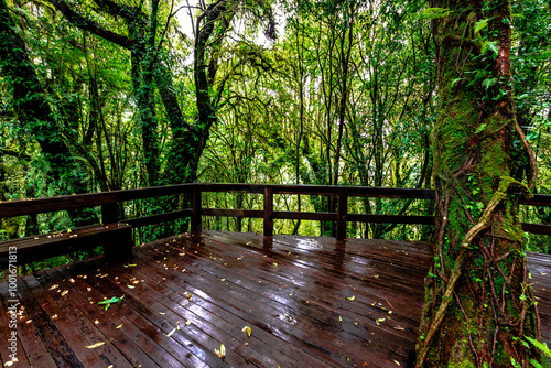 Close-up natural background of the forest atmosphere on top of Doi Inthanon in Chiang Mai, which is the highest and coldest area in Thailand. Tourists always like to come to see nature. photo