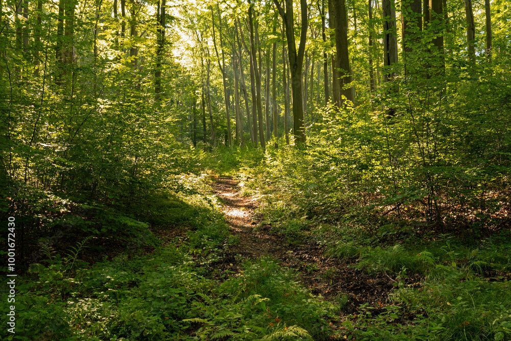 landscape inside a forest in thuringia near Braunsroda landscape inside a forest in thuringia near Braunsroda