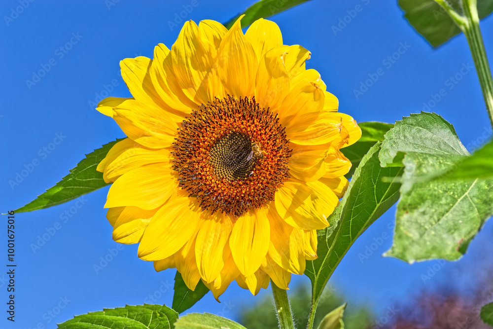 Obraz premium Beautiful Single Sunflower agains Clear Blue Sky