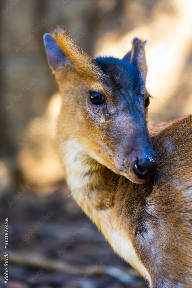 Muntiacus, petit cervidé originaire du sud-est de l’Asie de la famille des Muntiacinae Muntiacus, petit cervidé originaire du sud-est de l’Asie de la famille des Muntiacinae