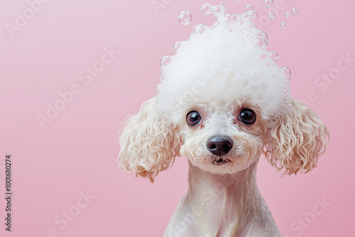 Creative animal template. Funny cute drench wet white poodle dog puppy with head full of with overflow soapsuds soap and floating bubbles on pink background