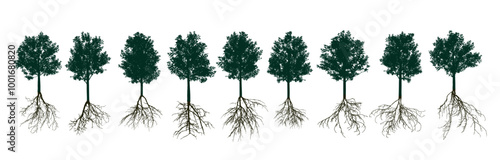 Set of deciduous trees with root systems. Vector illustration