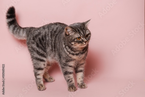 Close up on funny gray cat isolated at pink background