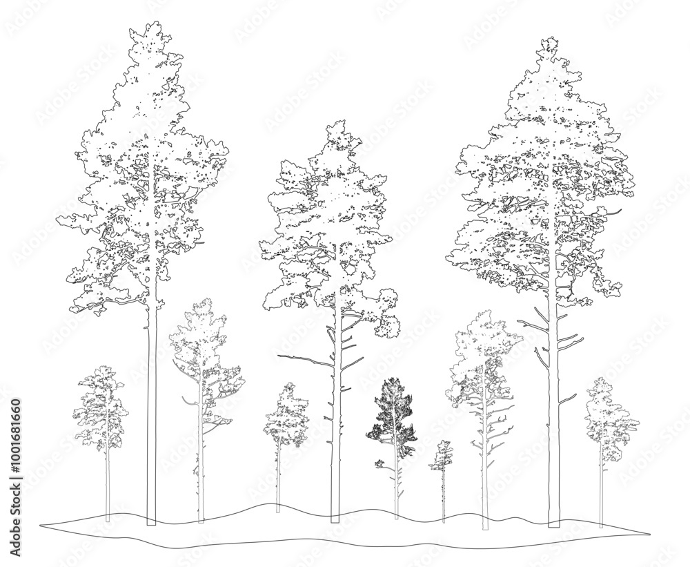 Contour of tall coniferous pine trees , forest or park. Vector illustration.