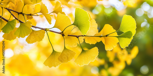 Ginkgo biloba tree in autumn with copy space