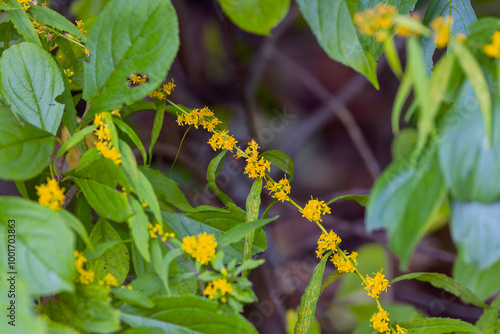 Curtis' Goldenrod (Solidago  curtisii), commonly called Curtis' goldenrod and mountain decumbent goldenrod, is a North American species  photo