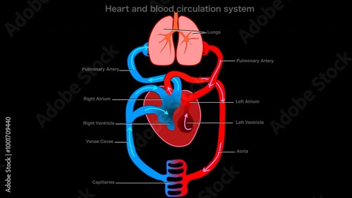 Blood flow, circulation system animation. Heart beat. Pulmonary, systemic anatomy, diagram. Human circulatory system. Explanations. Loop animated of blood stream, arrows. Alpha channel video footage	