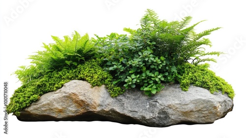 A large rock covered in lush green ferns and plants, isolated on a white background.