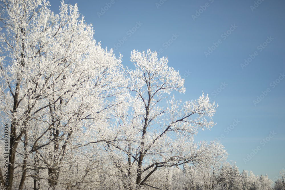 Freezing day. Frost on the trees. Cold winter. Freezing day. Frost on the trees. Cold winter.