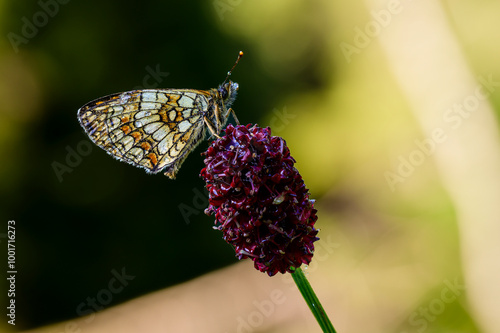 Monarch butterfly wet by the morning dew.