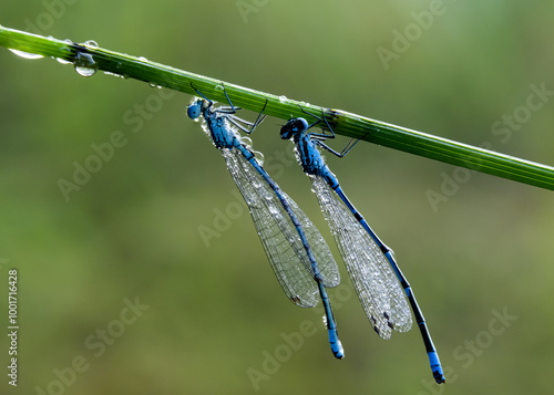 Twin damsel on a wet blade of grass