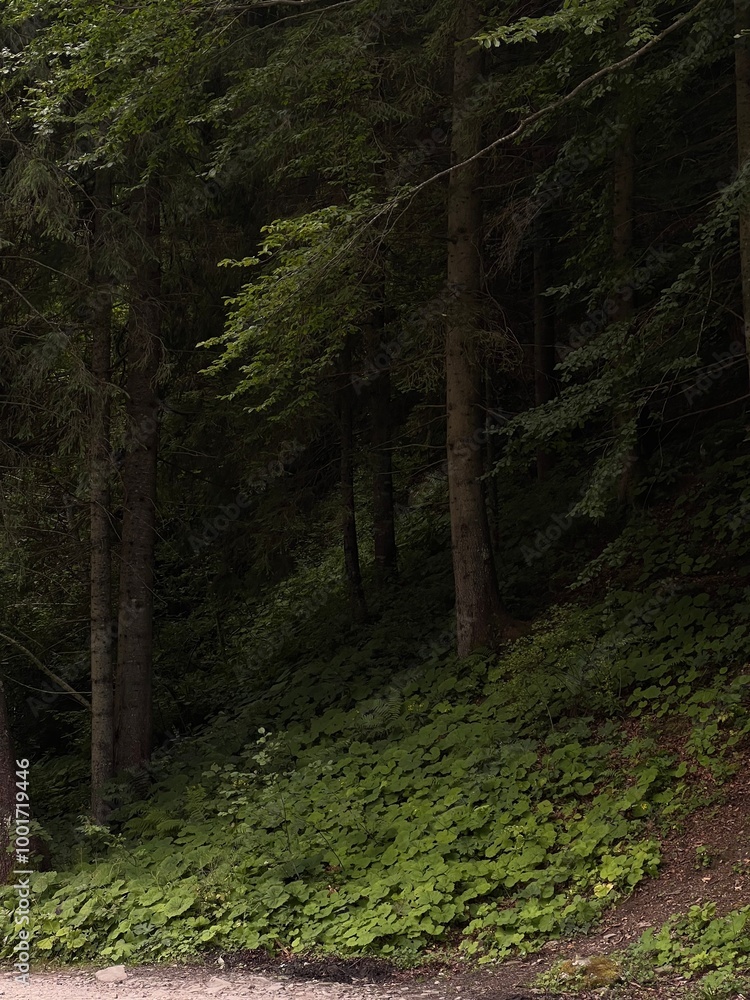 Obraz premium path in the woods