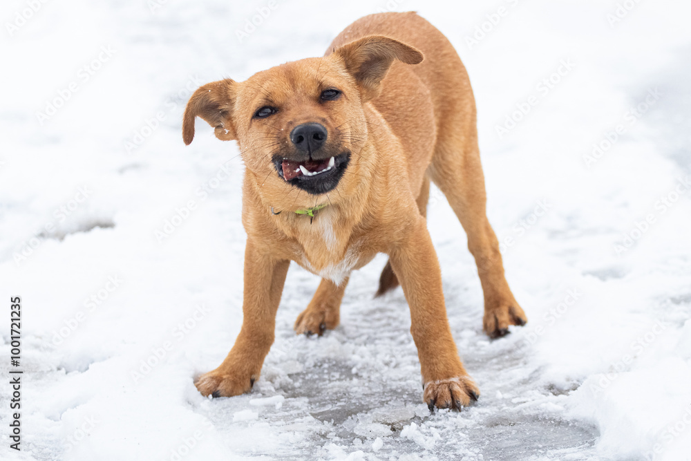 a small brown dog eats meat in the snow in winter a small brown dog eats meat in the snow in winter