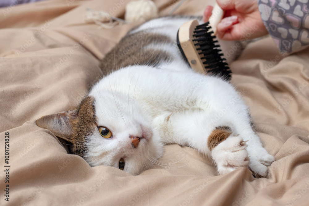 The girl a comb combs the cat lying on the bed with The girl a comb combs the cat lying on the bed with