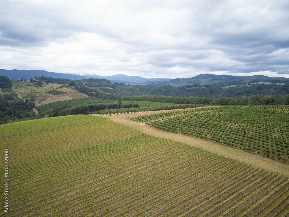 Fototapeta premium A large field of green grass and trees with a cloudy sky in the background