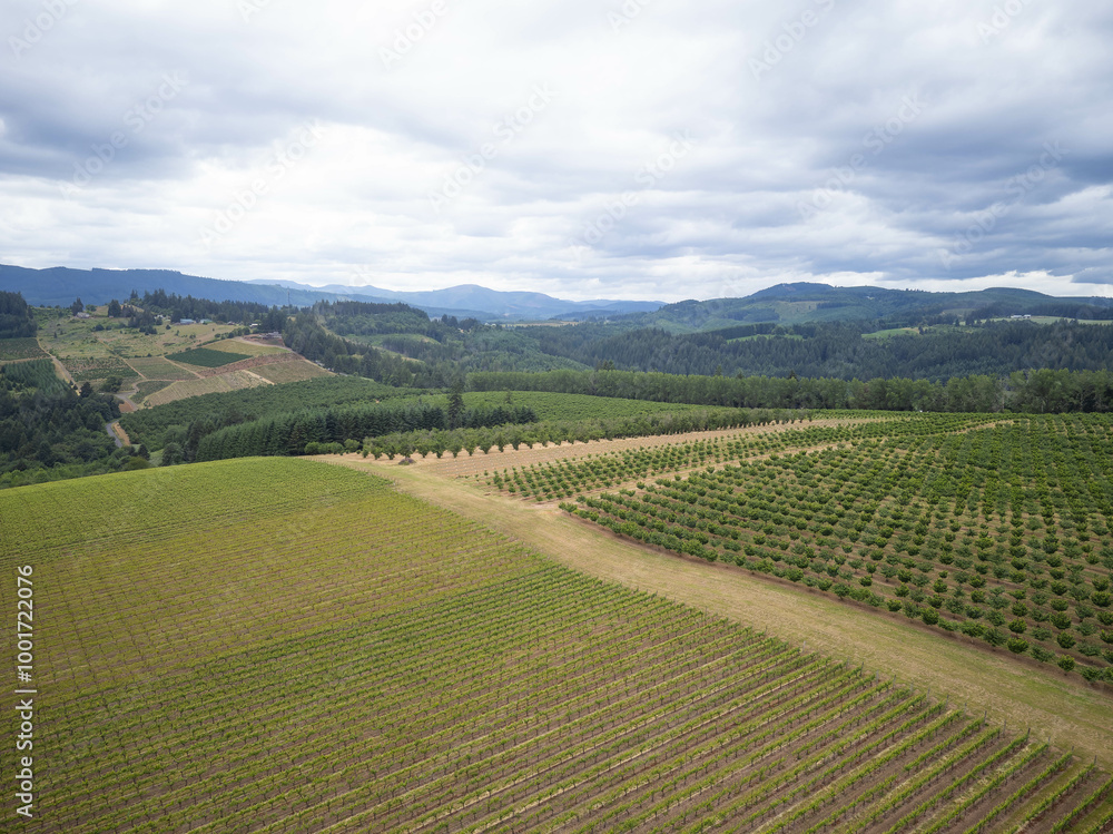 A large field of green grapes is shown in the image A large field of green grapes is shown in the image