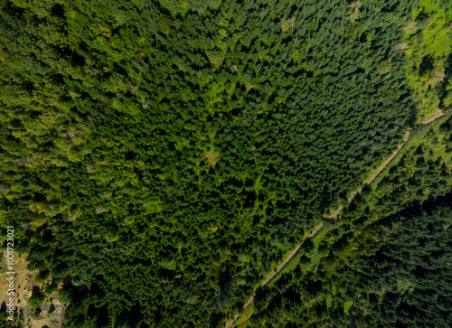 A lush green forest with a winding path through it