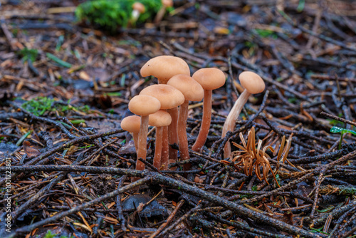 Laccaria laccata, commonly known as the deceiver, lackluster laccaria, or waxy laccaria photo