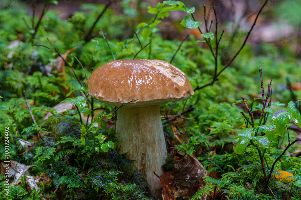 A Beautiful Wild Mushroom is Growing Among the Trees in the Lush, Green Forest Area, Boletus edulis A Beautiful Wild Mushroom is Growing Among the Trees in the Lush, Green Forest Area, Boletus edulis
