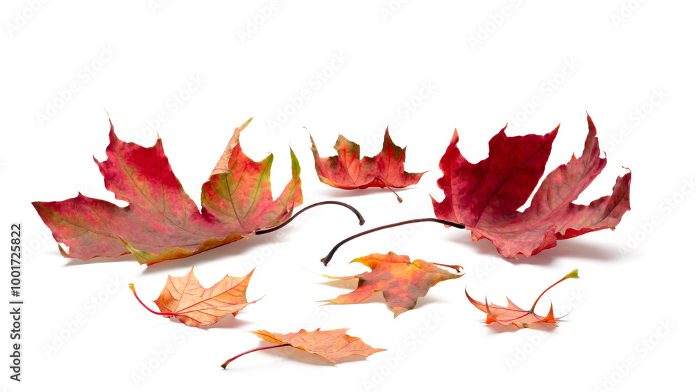 Autumn leaves on white background. autumn season concept background Autumn leaves on white background. autumn season concept background